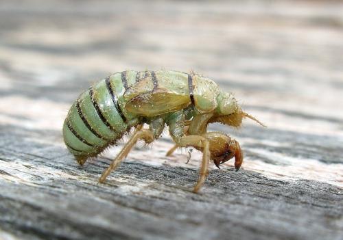 Réf. 202 471 : Cicadetta sp.
